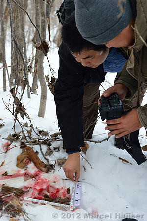 Investigation of tracks and other signs at the first site where an Amur tiger (Panthera tigris altaica) killed and ate a dog, Jilin Province, China