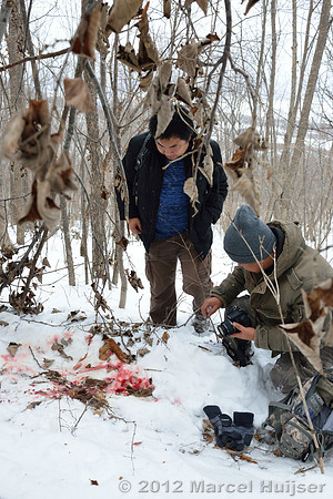 Investigation of tracks and other signs at the first site where an Amur tiger (Panthera tigris altaica) killed and ate a dog, Jilin Province, China