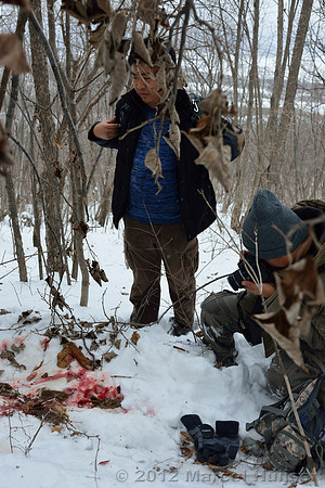 Investigation of tracks and other signs at the first site where an Amur tiger (Panthera tigris altaica) killed and ate a dog, Jilin Province, China