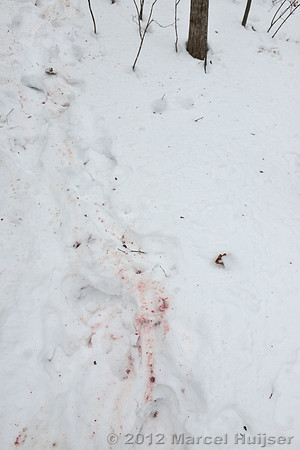 Blood of the dog killed by an Amur tiger (Panthera tigris altaica), Jilin Province, China