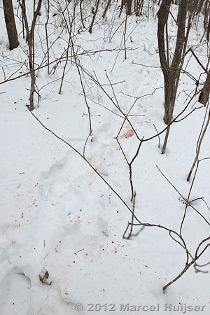 Blood of the dog killed by an Amur tiger (Panthera tigris altaica), Jilin Province, China