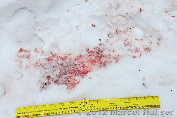 Blood of the dog killed by an Amur tiger (Panthera tigris altaica), Jilin Province, China
