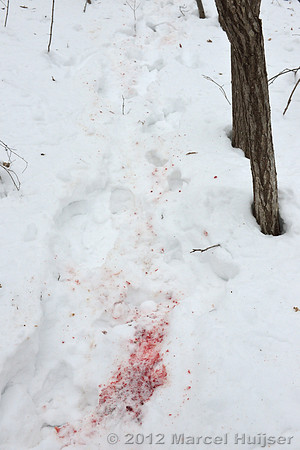Blood of the dog killed by an Amur tiger (Panthera tigris altaica), Jilin Province, China