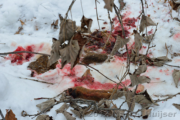 Snow track of an Amur tiger (Panthera tigris altaica) and a leg of the dog it ate, Jilin Province, China