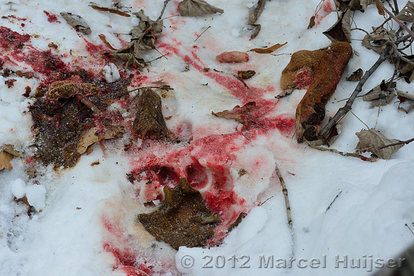 Snow track of an Amur tiger (Panthera tigris altaica) and a leg of the dog it ate, Jilin Province, China