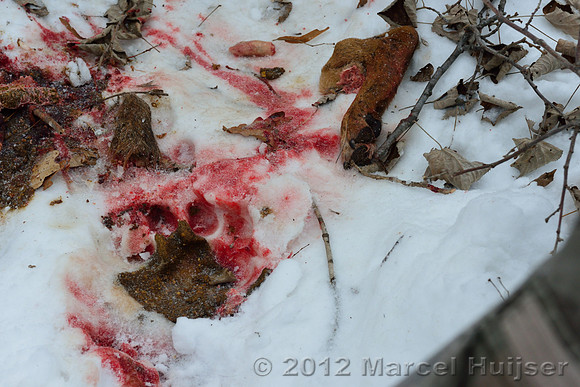 Snow track of an Amur tiger (Panthera tigris altaica) and a leg of the dog it ate, Jilin Province, China