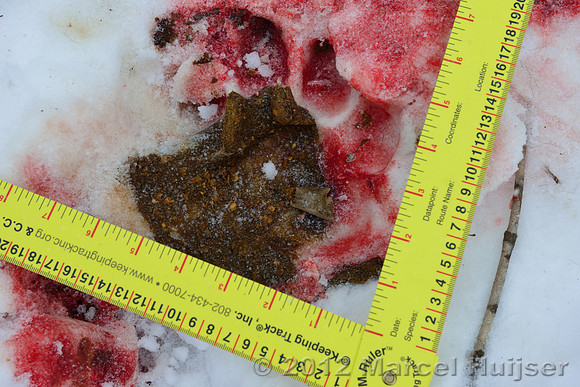 Snow track of an Amur tiger (Panthera tigris altaica) that killed and ate a dog of a farmer, Jilin Province, China
