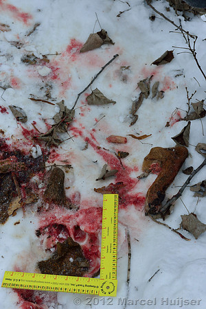 Snow track of an Amur tiger (Panthera tigris altaica) and a leg of the dog it ate, Jilin Province, China