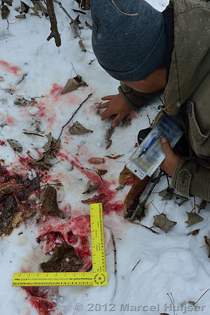 Snow track of an Amur tiger (Panthera tigris altaica) and a leg of the dog it ate, Jilin Province, China