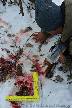 Snow track of an Amur tiger (Panthera tigris altaica) and a leg of the dog it ate, Jilin Province, China
