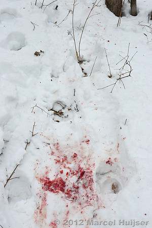 Snowtracking an Amur tiger (Panthera tigris altaica) that killed and ate a dog of a farmer, Jilin Province, China