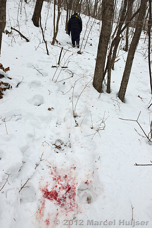 Snowtracking an Amur tiger (Panthera tigris altaica) that killed and ate a dog of a farmer, Jilin Province, China