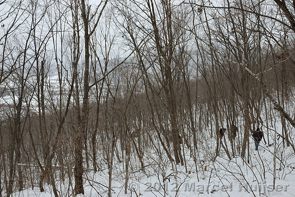 Snowtracking an Amur tiger (Panthera tigris altaica) that killed and ate a dog of a farmer, Jilin Province, China