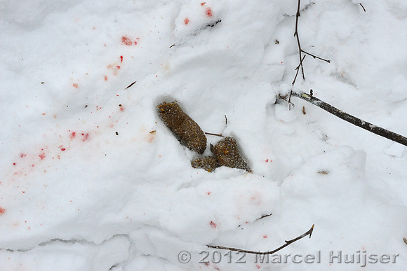 Dog feaces that fell out of the dead dog as it was dragged by an an Amur tiger (Panthera tigris altaica), Jilin Province, China