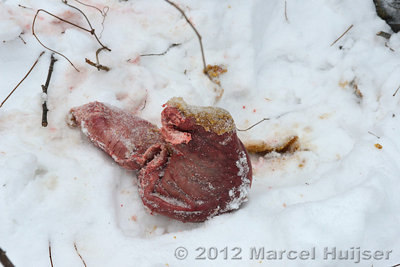 Stomach that fell out of the dead dog as it was dragged by an Amur tiger (Panthera tigris altaica), Jilin Province, China