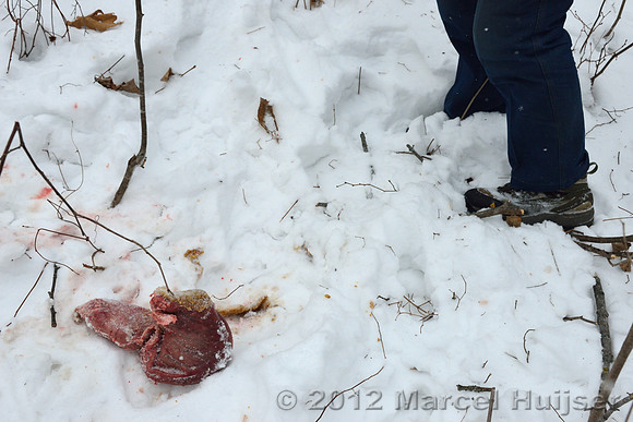 Stomach that fell out of the dead dog as it was dragged by an Amur tiger (Panthera tigris altaica), Jilin Province, China