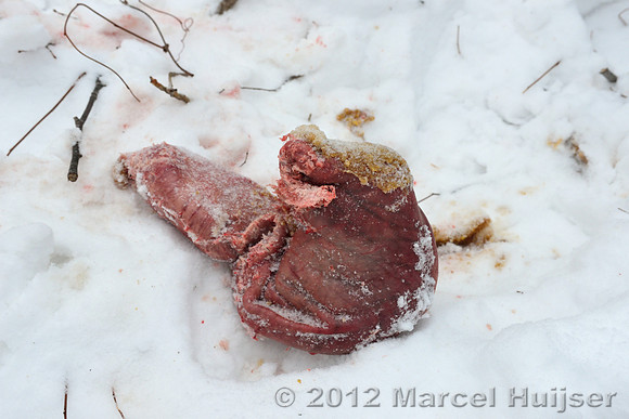 Stomach that fell out of the dead dog as it was dragged by an Amur tiger (Panthera tigris altaica), Jilin Province, China