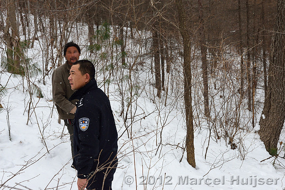 Snowtracking an Amur tiger (Panthera tigris altaica) that killed and ate a dog of a farmer, Jilin Province, China