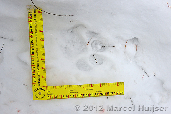 Snow track of an Amur tiger (Panthera tigris altaica) that killed and ate a dog of a farmer, Jilin Province, China