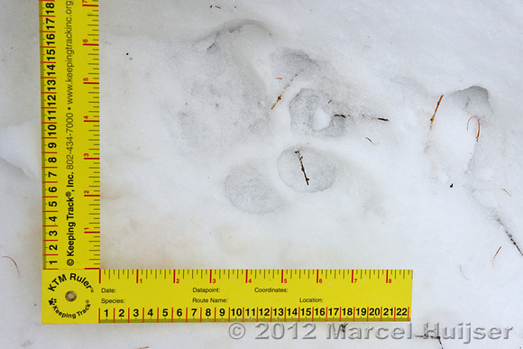 Snow track of an Amur tiger (Panthera tigris altaica) that killed and ate a dog of a farmer, Jilin Province, China
