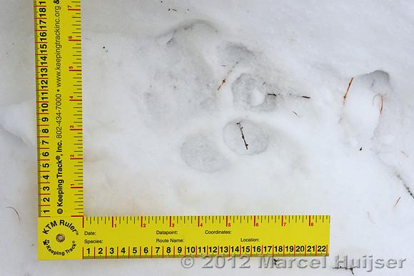 Snow track of an Amur tiger (Panthera tigris altaica) that killed and ate a dog of a farmer, Jilin Province, China