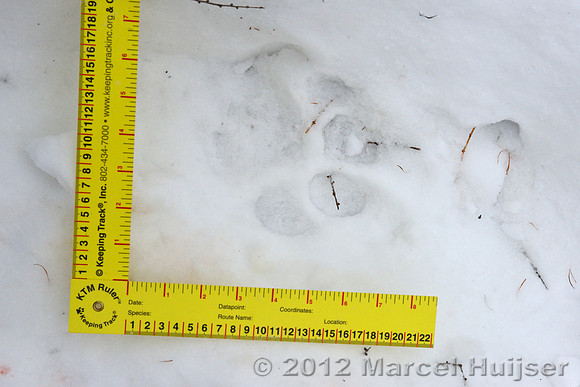 Snow track of an Amur tiger (Panthera tigris altaica) that killed and ate a dog of a farmer, Jilin Province, China