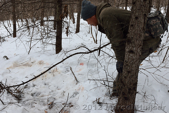 Second site where an Amur tiger (Panthera tigris altaica) killed and ate a dog of a farmer, Jilin Province, China