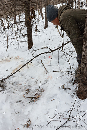 Second site where an Amur tiger (Panthera tigris altaica) killed and ate a dog of a farmer, Jilin Province, China