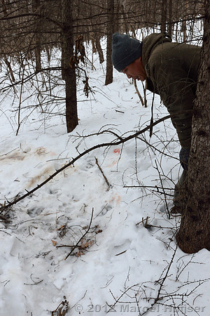 Second site where an Amur tiger (Panthera tigris altaica) killed and ate a dog of a farmer, Jilin Province, China
