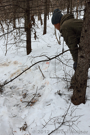 Second site where an Amur tiger (Panthera tigris altaica) killed and ate a dog of a farmer, Jilin Province, China