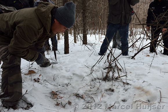 Second site where an Amur tiger (Panthera tigris altaica) killed and ate a dog of a farmer, Jilin Province, China