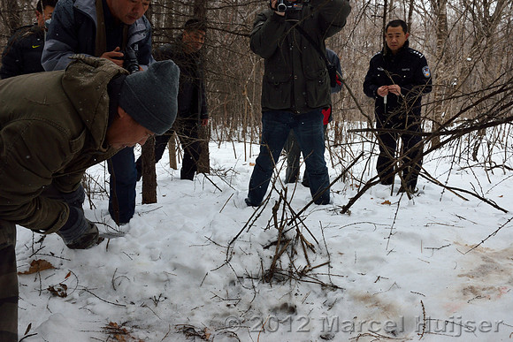 Second site where an Amur tiger (Panthera tigris altaica) killed and ate a dog of a farmer, Jilin Province, China