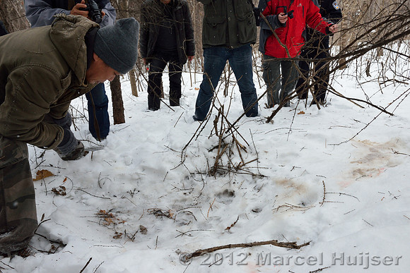 Second site where an Amur tiger (Panthera tigris altaica) killed and ate a dog of a farmer, Jilin Province, China