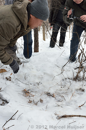 Second site where an Amur tiger (Panthera tigris altaica) killed and ate a dog of a farmer, Jilin Province, China