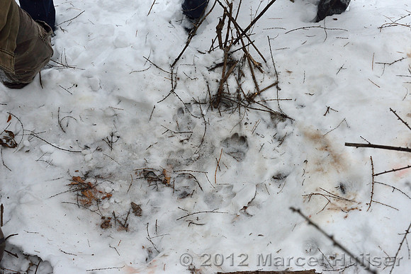 Second site where an Amur tiger (Panthera tigris altaica) killed and ate a dog of a farmer, Jilin Province, China