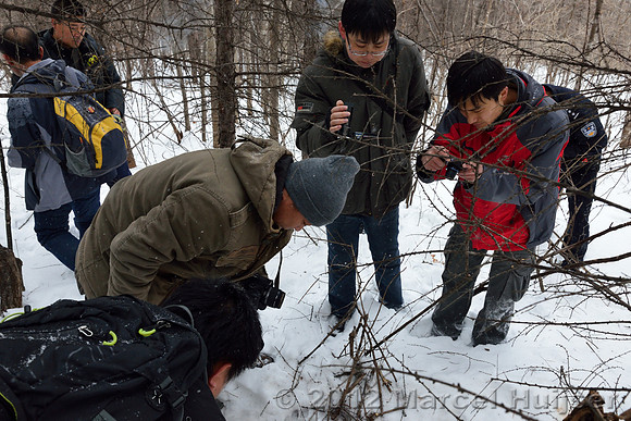 Second site where an Amur tiger (Panthera tigris altaica) killed and ate a dog of a farmer, Jilin Province, China