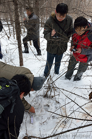 Second site where an Amur tiger (Panthera tigris altaica) killed and ate a dog of a farmer, Jilin Province, China