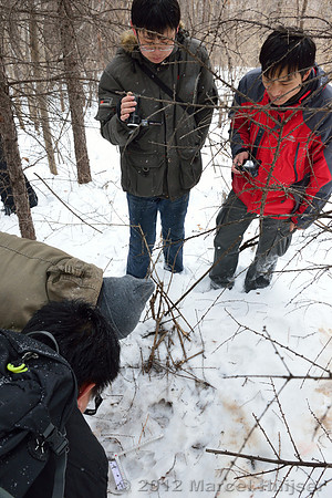 Second site where an Amur tiger (Panthera tigris altaica) killed and ate a dog of a farmer, Jilin Province, China