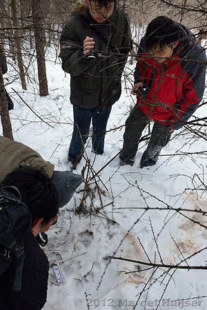 Second site where an Amur tiger (Panthera tigris altaica) killed and ate a dog of a farmer, Jilin Province, China