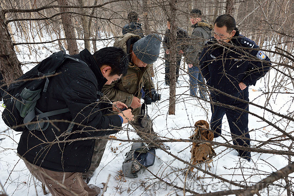 Second site where an Amur tiger (Panthera tigris altaica) killed and ate a dog of a farmer, Jilin Province, China