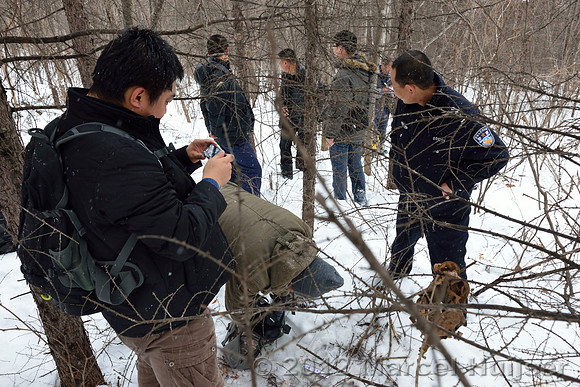Second site where an Amur tiger (Panthera tigris altaica) killed and ate a dog of a farmer, Jilin Province, China