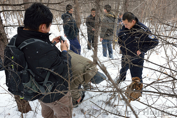Second site where an Amur tiger (Panthera tigris altaica) killed and ate a dog of a farmer, Jilin Province, China