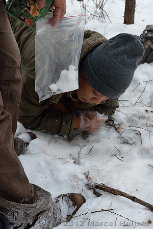 Collecting Amur tiger (Panthera tigris altaica) hair for DNA analyses, Jilin Province, China