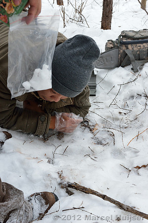 Collecting Amur tiger (Panthera tigris altaica) hair for DNA analyses, Jilin Province, China
