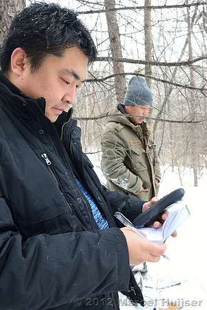 Second site where an Amur tiger (Panthera tigris altaica) killed and ate a dog of a farmer, Jilin Province, China