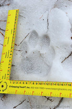 Snow track of an Amur tiger (Panthera tigris altaica) that killed and ate a dog of a farmer, Jilin Province, China
