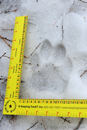 Snow track of an Amur tiger (Panthera tigris altaica) that killed and ate a dog of a farmer, Jilin Province, China