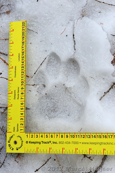 Snow track of an Amur tiger (Panthera tigris altaica) that killed and ate a dog of a farmer, Jilin Province, China