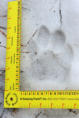 Snow track of an Amur tiger (Panthera tigris altaica) that killed and ate a dog of a farmer, Jilin Province, China
