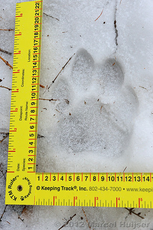 Snow track of an Amur tiger (Panthera tigris altaica) that killed and ate a dog of a farmer, Jilin Province, China